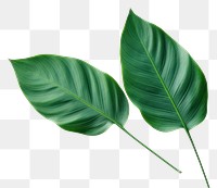 PNG Tropical plant leaf white background. AI generated Image by rawpixel.