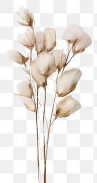 PNG  Real Pressed a Cotton flowers cotton plant white.
