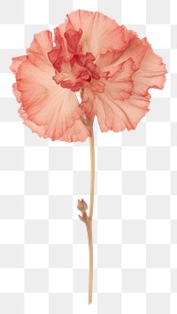 PNG  Real Pressed a Carnation flowers carnation plant red.