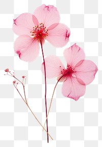 PNG  Real Pressed a Cherry Blossom flowers blossom petal plant.