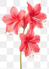 PNG  Real Pressed a amaryllis flowers blossom plant red.