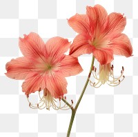 PNG  Real Pressed a Amaryllis flowers amaryllis blossom plant.