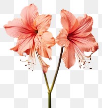 PNG  Real Pressed a Amaryllis flowers amaryllis blossom plant.