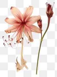 PNG  Real Pressed a Amaryllis flowers amaryllis petal plant.