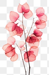 PNG  Real Pressed a bougainvillea flowers plant petal red.