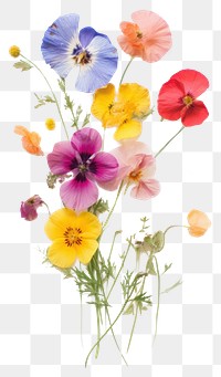PNG  Real Pressed a Bouquet of flowers petal plant herb.