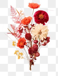 PNG  Real Pressed a Bouquet of flowers plant petal red.