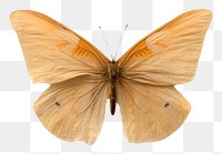 PNG  Real Pressed a Butterfly butterfly animal insect.