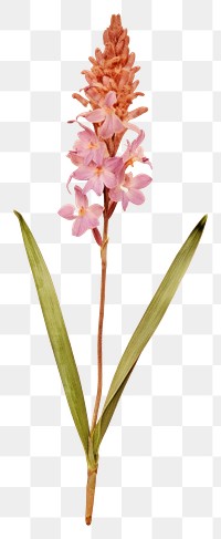 PNG  Real Pressed a hyacinth flowers blossom plant petal.