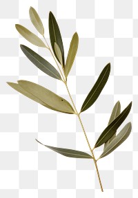 PNG  Real Pressed a olive leaf flower plant herbs.