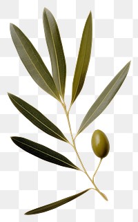PNG  Real Pressed a olive leaf plant herbs freshness.