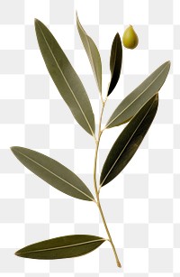PNG  Real Pressed a olive leaf plant herb vegetable.