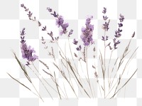 PNG  Real Pressed a lavenders flower plant herb.