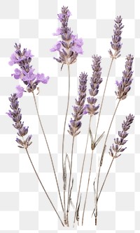 PNG  Real Pressed a lavenders flower blossom plant.