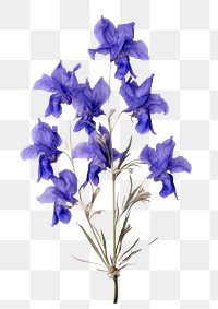 PNG  Real Pressed a larkspur flowers gladiolus lavender petal.