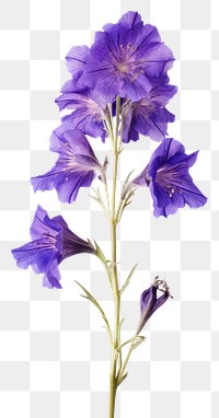 PNG  Real Pressed a larkspur flowers gladiolus lavender blossom.