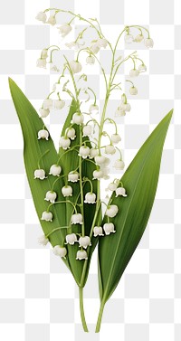 PNG  Real Pressed a Lily of the valley flowers plant petal white.