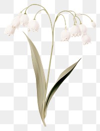 PNG  Real Pressed a Lily of the valley flowers plant petal white.