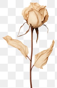 PNG  Real Pressed a Rosa flowers plant petal leaf.
