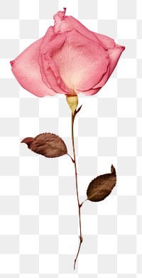 PNG  Real Pressed a Rosa flowers petal plant rose.