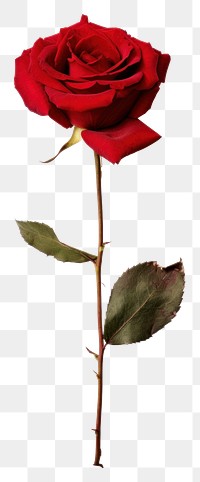 PNG  Real Pressed a red rose flower plant inflorescence.