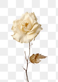 PNG  Real Pressed a white rose flower petal plant.