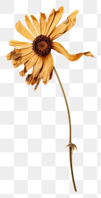 PNG  Real Pressed a Wildflower sunflower petal plant.