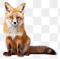 PNG  Fox wildlife mammal animal. AI generated Image by rawpixel.