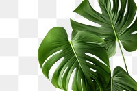 PNG Tropical backgrounds plant leaf. AI generated Image by rawpixel.