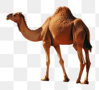 PNG  Camel outdoors nature desert. AI generated Image by rawpixel.