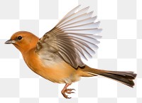 PNG  Robinbird animal flying white background. AI generated Image by rawpixel.