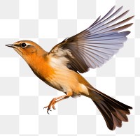 PNG  Robinbird flying animal beak. AI generated Image by rawpixel.