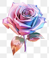 PNG Bloom rose flower plant white background.