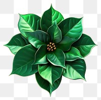PNG Holly flower plant leaf.