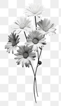 PNG Photography of daisies monochrome flower petal.