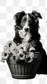 PNG Photography of dog flower photography monochrome.