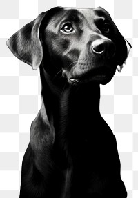 PNG Photography of dog photography monochrome portrait.