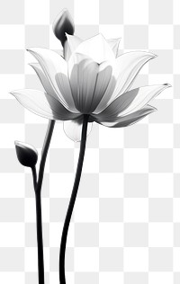 PNG Photography of lotus monochrome flower petal.