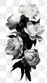 PNG Photography of peonies monochrome flower petal.
