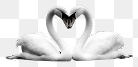 PNG Photography of swans heart shape monochrome outdoors animal.