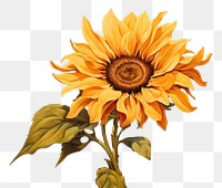 PNG Close up sunflower painting plant art.
