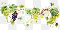 PNG Vine boarder grapes fruit plant.