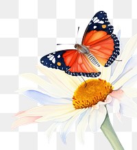 PNG Boarder with butterfly flower insect animal.
