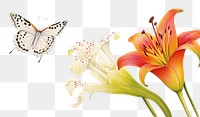 PNG Lily boarder butterfly flower animal.