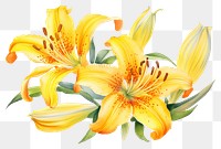 PNG Lily boarder flower plant white background.