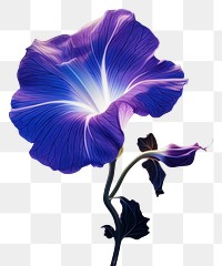PNG Illustration morning glory rim light purple flower petal.