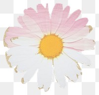 PNG Daisy marble distort shape blossom flower petal.