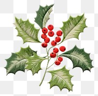 PNG Holly in embroidery style plant fruit leaf.