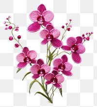 PNG Orchid new year in embroidery style flower plant inflorescence.