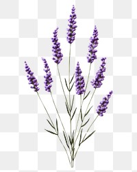 PNG Lavender in embroidery style blossom flower purple.